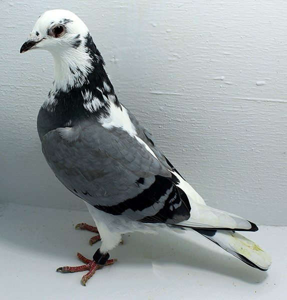 Band: AU 41410 AA 2025